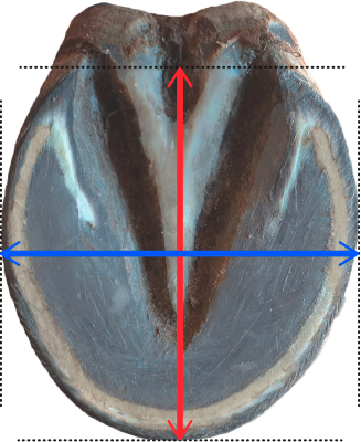 Huella caballo y mediciones